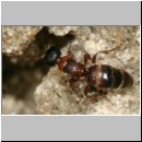 Myrmosa atra - Spinnenameise 02a 7mm.jpg